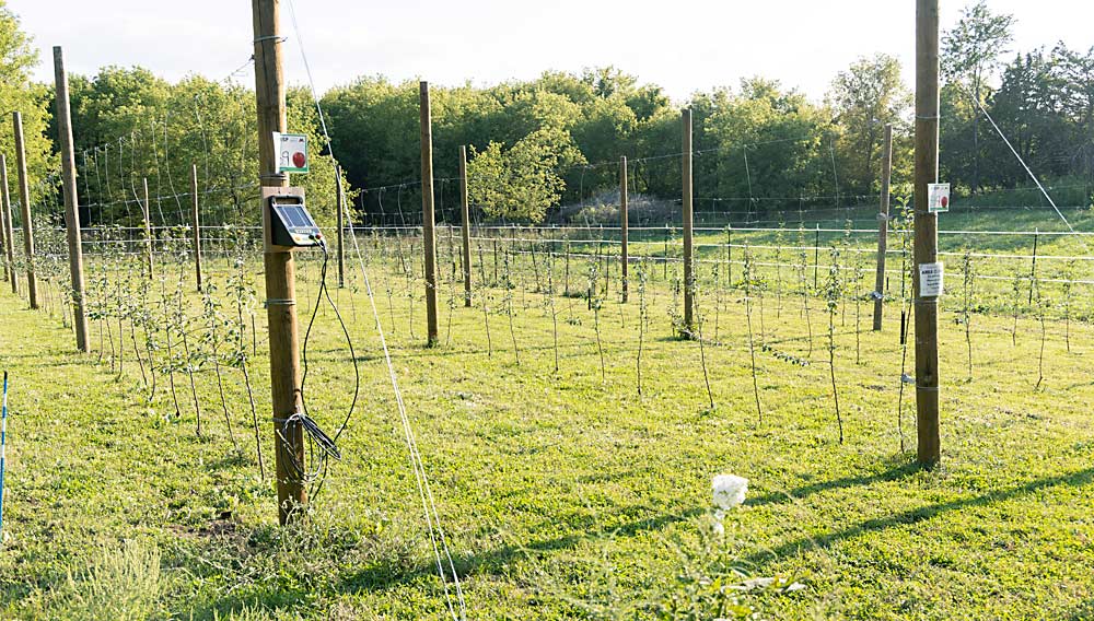 An electric fence charger is attached to the post in the left foreground. Gabe uses the electric fence to protect the trial block from deer damage. (Matt Milkovich/Good Fruit Grower)