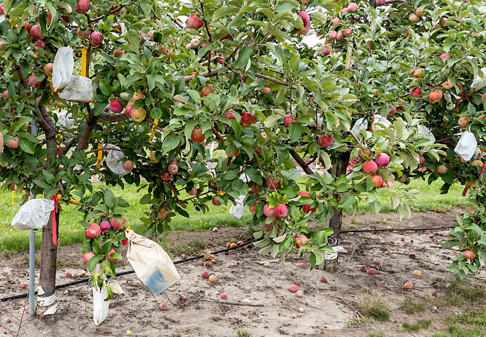 Some of the more advanced apple selections — also used as breeding parents — at the Horticultural Research Center in Excelsior last September. The bags are used to prevent extraneous pollination. UMN’s most recent commercial release was MN 80, also known as Triumph. (Matt Milkovich/Good Fruit Grower)