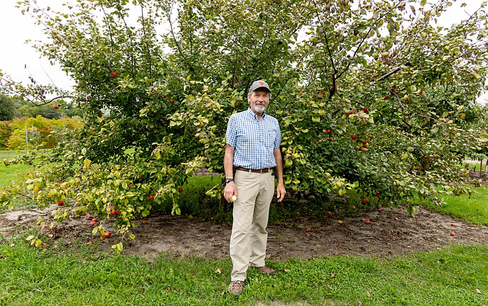 David Bedford in front of the oldest Honeycrisp tree in existence at UMN’s Horticultural Research Center last September. Honeycrisp was the first apple released during his tenure as a UMN apple breeder, and it went on to transform the apple industry. (Matt Milkovich/Good Fruit Grower)