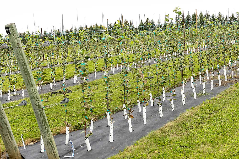 A breeding plot at the University of Minnesota’s Horticultural Research Center in Excelsior last September. All of these trees are vying to grow the next UMN apple release, but breeder David Bedford said only one seedling in 10,000 makes the cut. (Matt Milkovich/Good Fruit Grower)