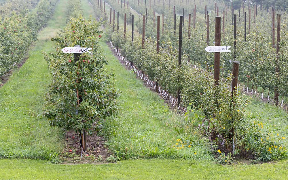 A row of Minneiska trees (on left), the apple marketed as SweeTango, at Wescott Orchards in Elgin, Minnesota. Even though Minnesota is Minneiska’s home state, most growers there say they have little incentive to expand their plantings. (Matt Milkovich/Good Fruit Grower)
