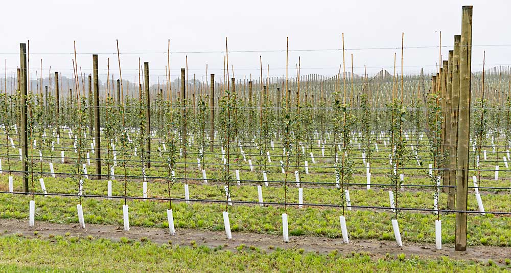 A new Honeycrisp planting at the Ferguson orchard in Lake City, Minnesota, in September 2021. More than three-quarters of the Fergusons’ nearly 450 acres of apple plantings are Honeycrisp, in a mix of modern high-density plantings and older freestanding orchards they’ve acquired over the years. (Matt Milkovich/Good Fruit Grower)