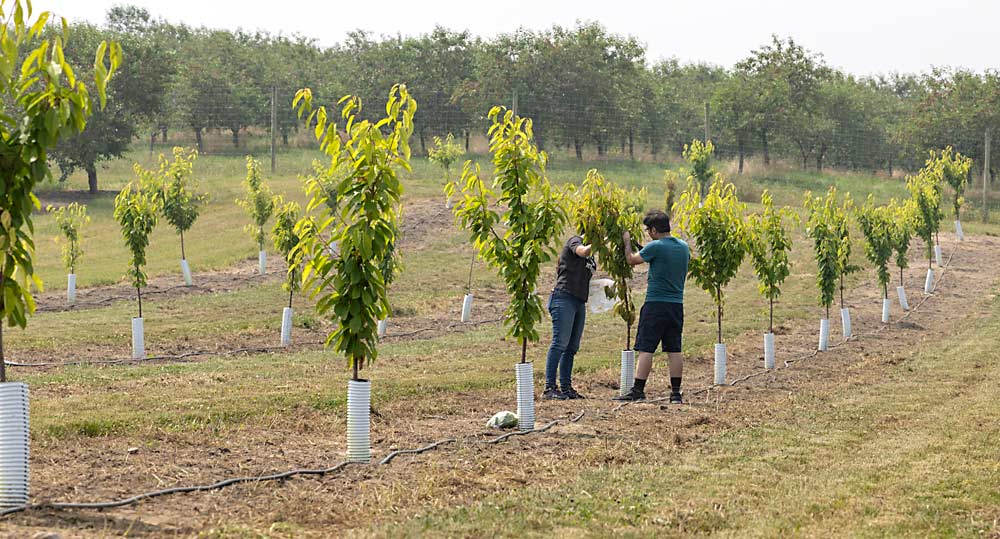 Researchers collect spur samples from a young cherry block as part of a trial of nonfumigant strategies to manage replant disorder at the West Michigan Research Station in Hart, Michigan, in June. The trees in the replant trial are Emperor Francis and Ulster on Mahaleb rootstock, typical pairings for processing sweet cherries in Michigan. Spaced 20 feet by 20 feet, the trees were planted in May 2022. (Matt Milkovich/Good Fruit Grower)