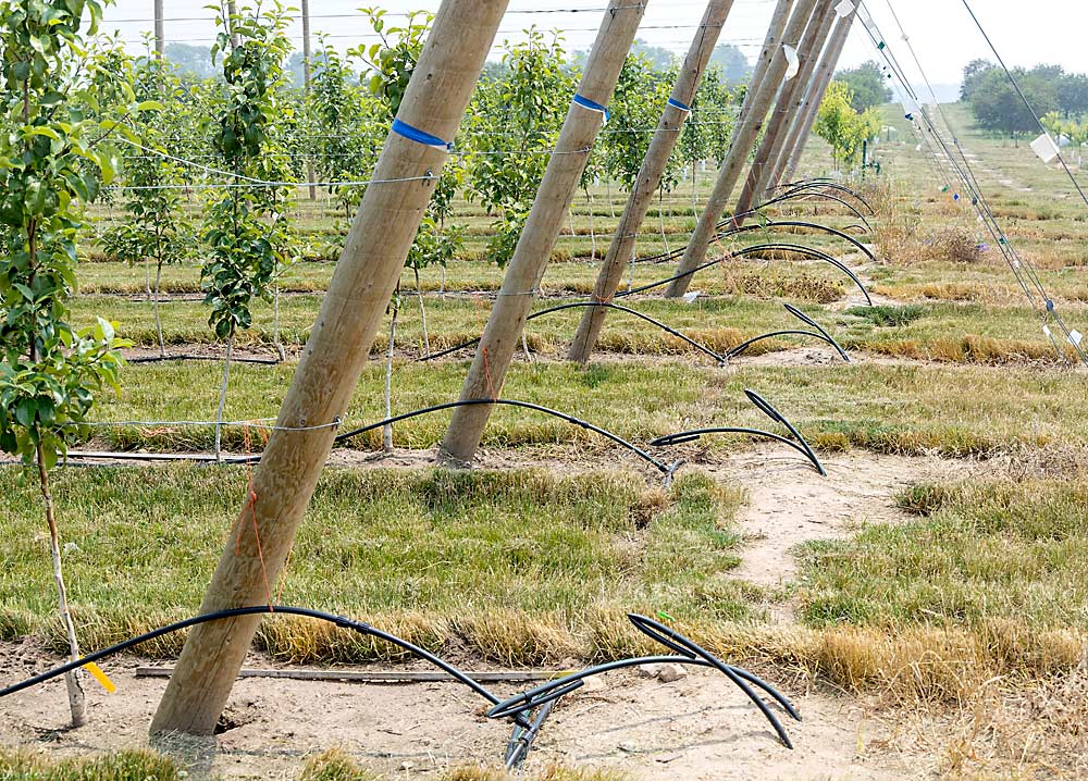 Michigan State University researchers are testing different ways to schedule trickle irrigation in this high-density apple block at MSU’s West Central Michigan Research and Extension Center in Hart. (Matt Milkovich/Good Fruit Grower)