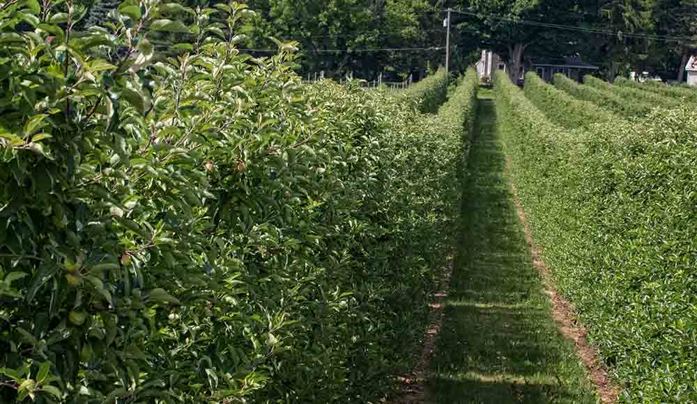 Rows of hedged apples trees at Rod Farrow's Lamont Fruit Farm in Waterport, New York in 2016. (TJ Mullinax/Good Fruit Grower file photo)