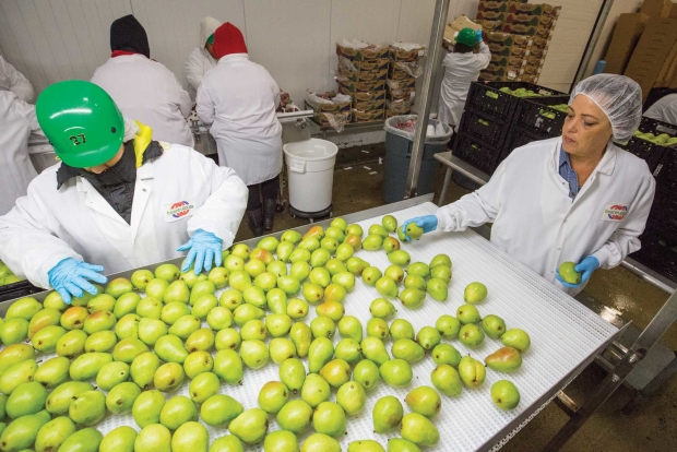 Princeton Insider: The Fruit Company