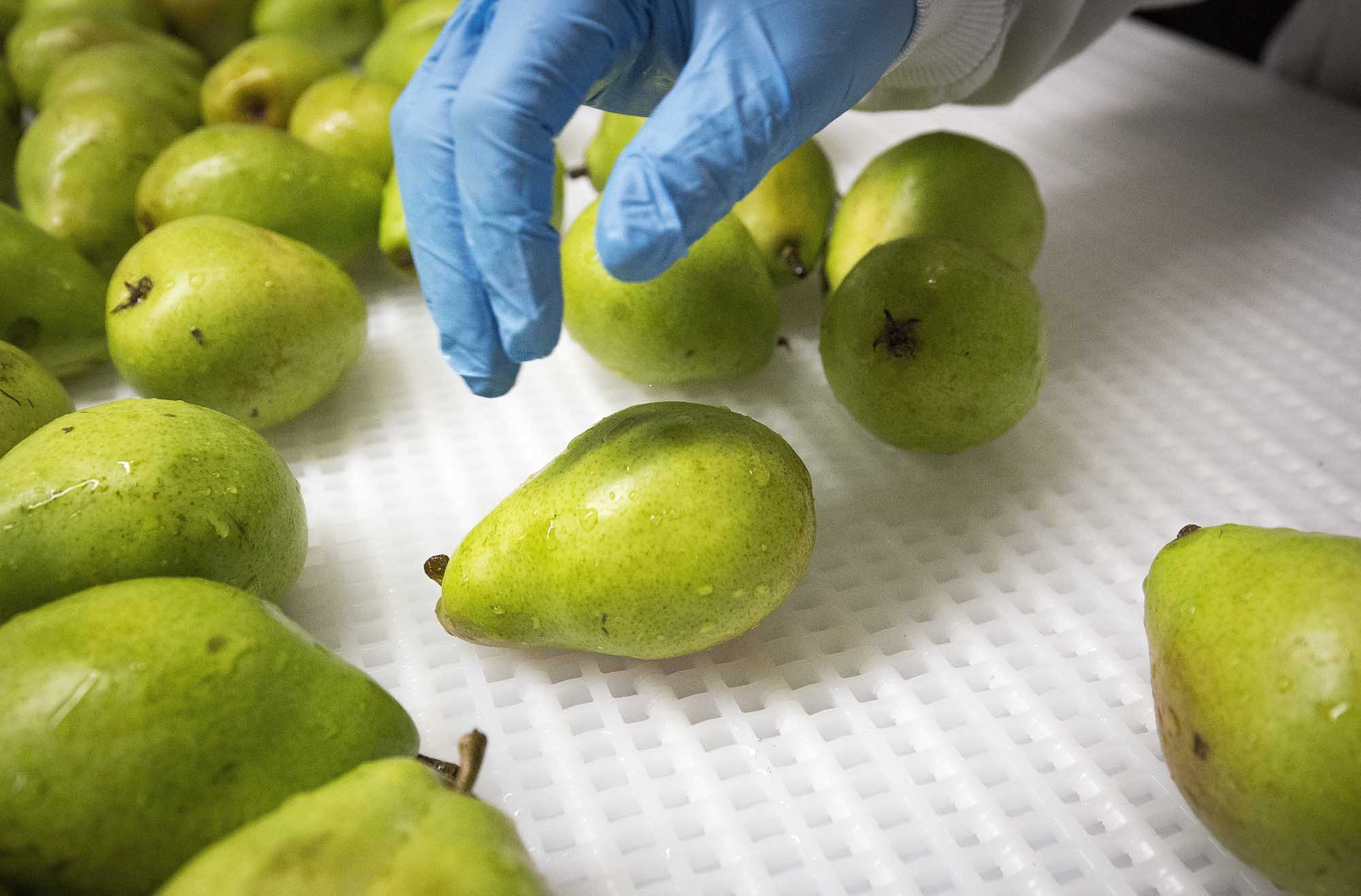 Pear processing at Woot Fruit's facility in Kingsburg, California, about 20 miles south of Fresno, on April 9, 2015. (TJ Mullinax/Good Fruit Grower)