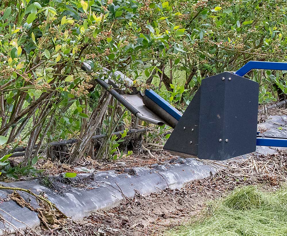 The prototype Robee uses a vibration frequency that mimics a bumble bee, according to BloomX, because bumble bees are naturally more effective pollinators of the bell-shaped blueberry blossoms than are honey bees. (TJ Mullinax/Good Fruit Grower)