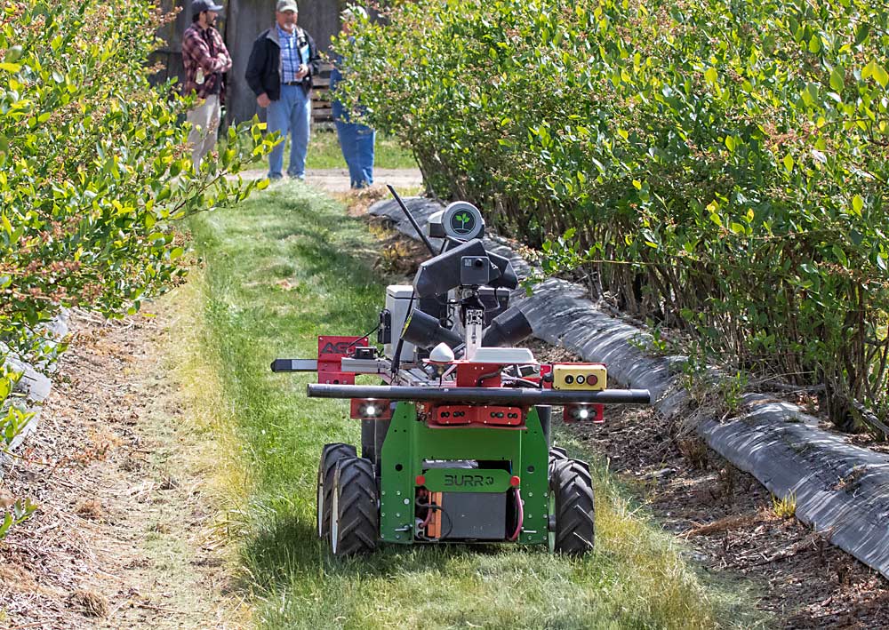 Mounted onto a Burro autonomous platform, a crop-load-counting camera system from Green Atlas can provide estimates from bloom to berries, according to BerrySmart project coordinator Steve Mantle. The Burro allows the cameras to scan fields when the canopy growth is too dense for an ATV to gather data that’s used to assess the effectiveness of technologies such as the Robee that promise to boost pollination. (TJ Mullinax/Good Fruit Grower)