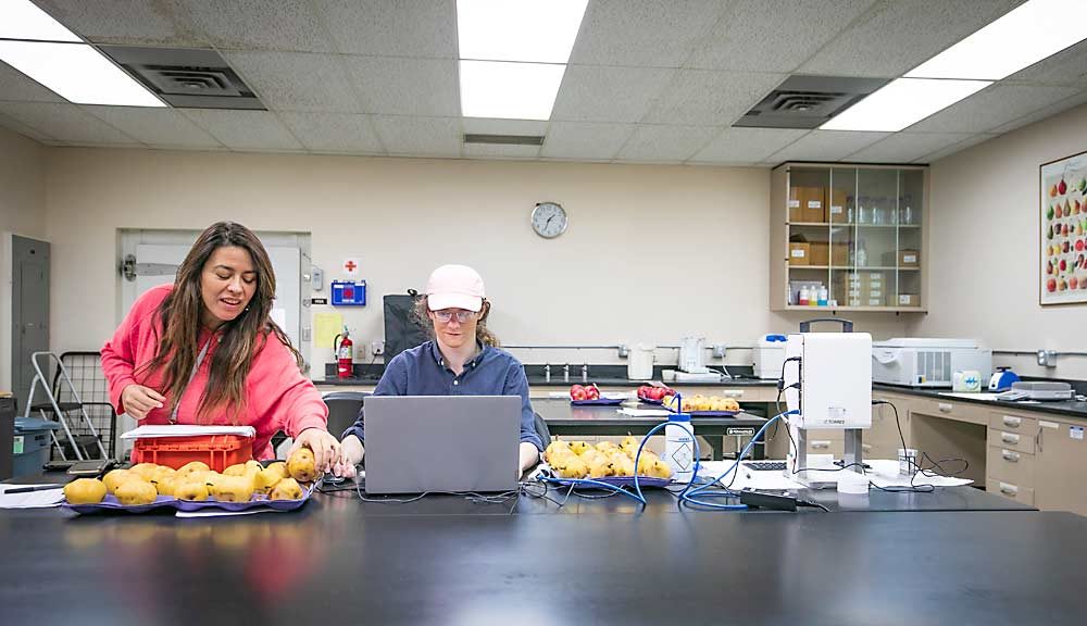 Carolina Torres, left, the endowed chair for postharvest physiology, sets up a new lab at the Washington State University Tree Fruit Research and Extension Center in Wenatchee in November with Wenatchee Valley College student Matthew Hamilton. Torres is interested in pome fruit maturity and how growing season climate variation impacts fruit behavior in the cold chain. (TJ Mullinax/Good Fruit Grower)