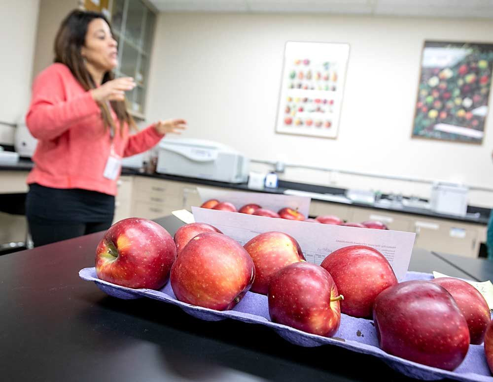 Cull samples of WA 38 await analysis in November in the laboratory of Carolina Torres, background, at the Washington State University Tree Fruit Research and Extension Center in Wenatchee. (TJ Mullinax/Good Fruit Grower)