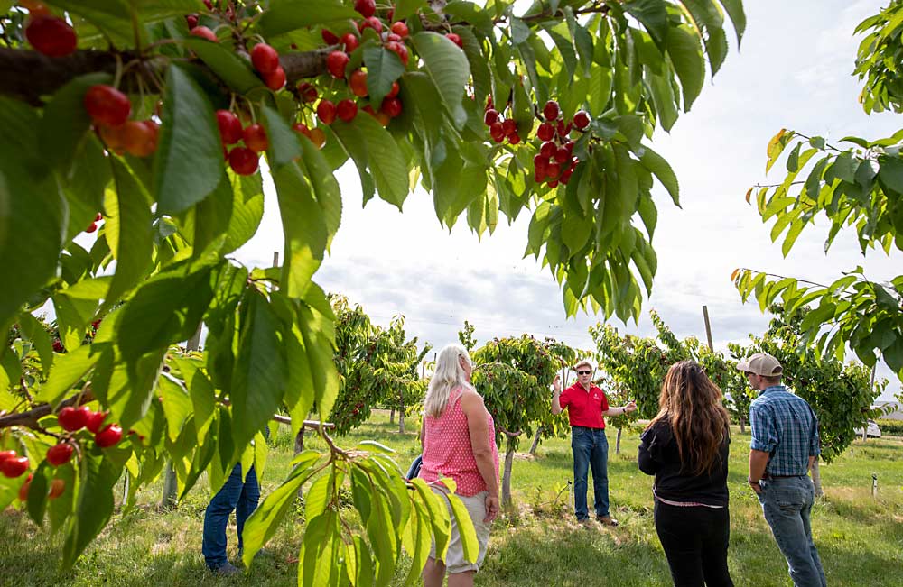 Looking for promising new selections, industry advisors to the Washington State University cherry breeding program tour one of the program’s orchards in Prosser in early June 2021. (TJ Mullinax/Good Fruit Grower)