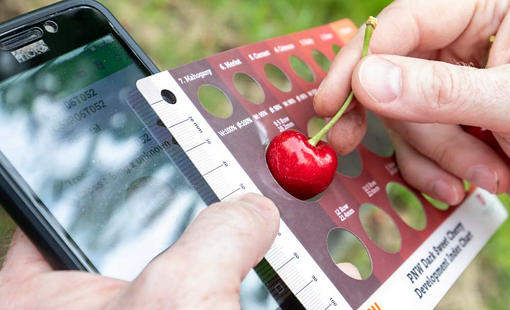 When a promising cherry is spotted, Per McCord, the Washington State University stone fruit breeder, assesses the fruit size, as well as firmness, flavor and harvest timing. (TJ Mullinax/Good Fruit Grower)