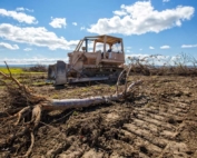 A bulldozer sits idle after pushing over a block of Washington State University sweet cherry breeding program trees at the university’s Prosser, Washington, test orchard in April. (TJ Mullinax/Good Fruit Grower)