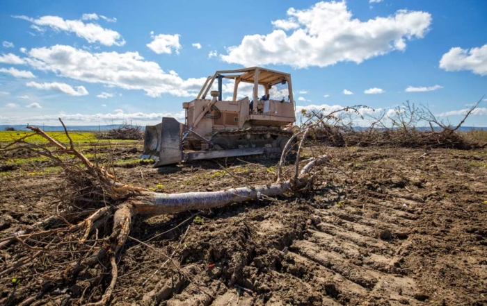 A bulldozer sits idle after pushing over a block of Washington State University sweet cherry breeding program trees at the university’s Prosser, Washington, test orchard in April. (TJ Mullinax/Good Fruit Grower)