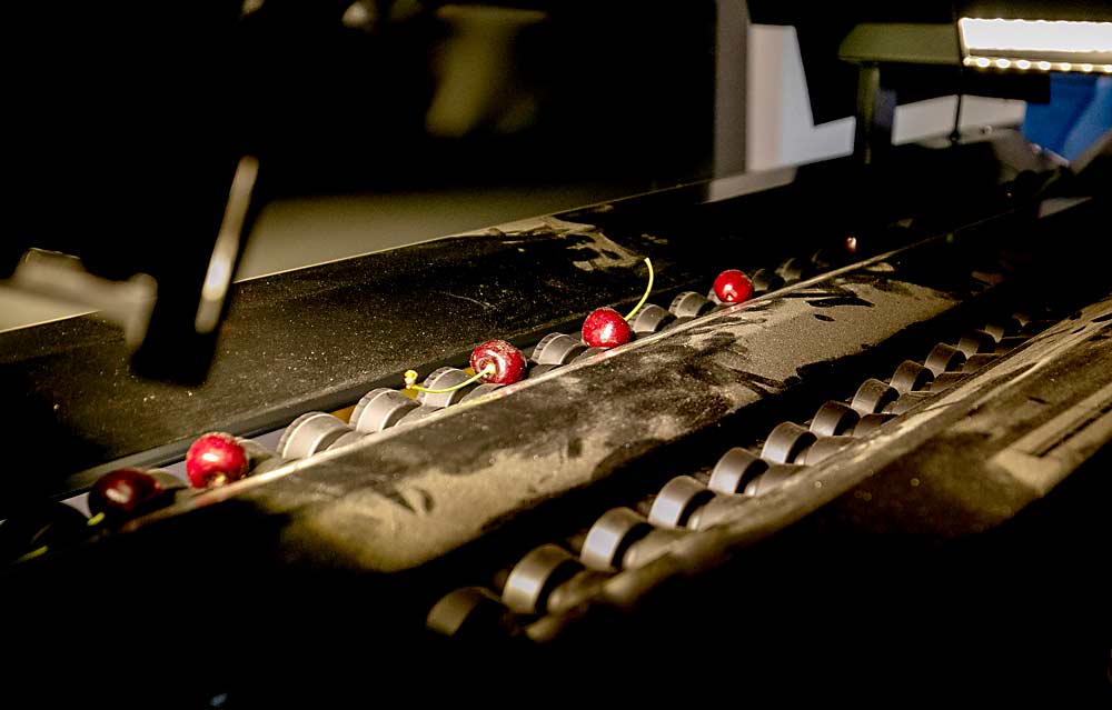 Cherries in Phase 3 breeding trials make their way down Washington State University’s new optical sorting line at the Irrigated Agriculture Research and Extension Center near Prosser in June 2023. (TJ Mullinax/Good Fruit Grower)