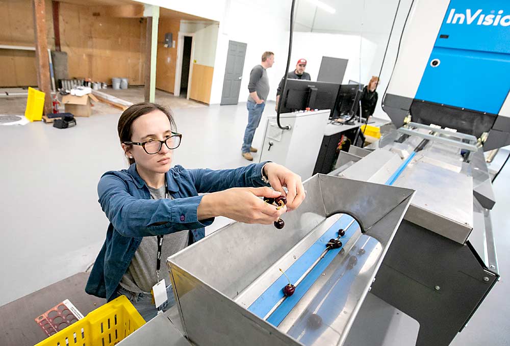 Marcella Galeni, a research assistant from the breeding program, feeds cherries into the single-lane InVision2 sorter as the breeding team calibrates the equipment to detect size, color and defects. (TJ Mullinax/Good Fruit Grower)