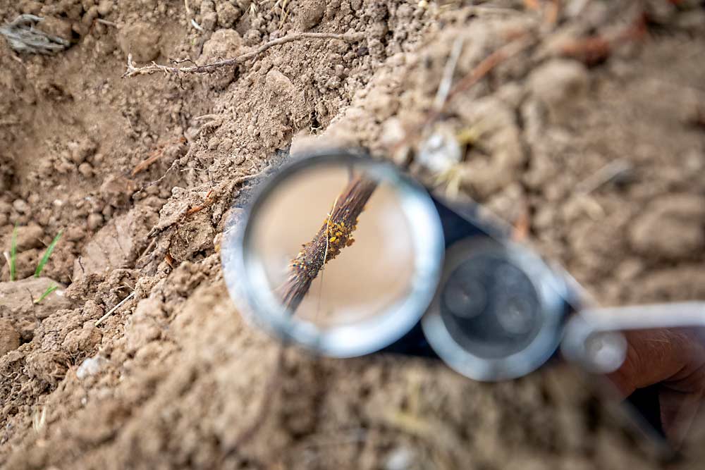 Scouting for phylloxera on grapevine roots requires a common loupe magnifier. Ongoing WSU research suggests that banding vines with sticky tape near the soil can also be used to monitor vineyards for phylloxera. (TJ Mullinax/Good Fruit Grower)