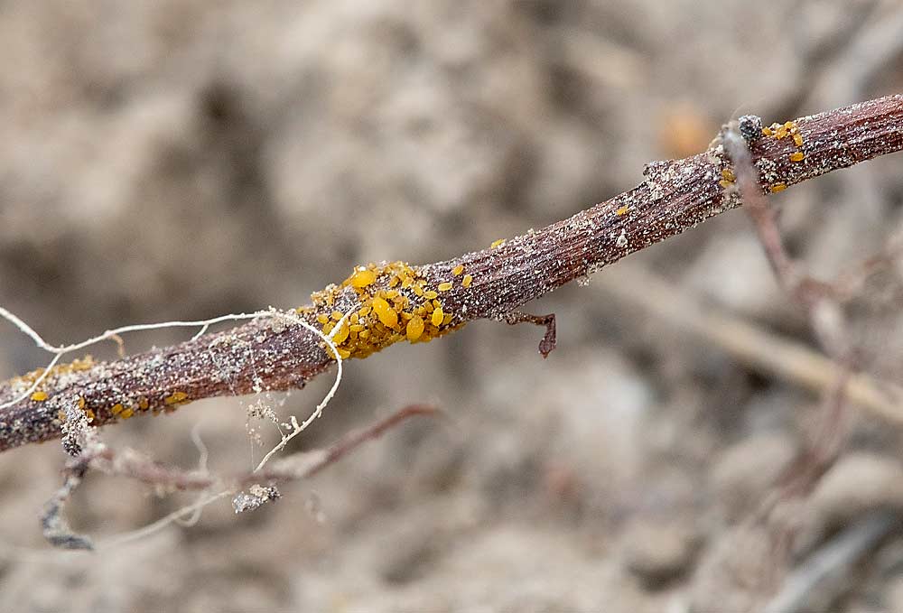 Scouting for phylloxera means looking for visible signs like these mature and juvenile insects seen on grapevine roots near Yakima, Washington, in 2020. Phylloxera is one of many pests that can damage grapevines. (TJ Mullinax/Good Fruit Grower)