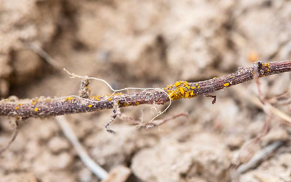 Scouting for phylloxera means looking for visible signs such as these mature and juvenile insects seen on grapevine roots in the Yakima Valley in September. Phylloxera can be seen with a hand lens in the field when scouting for the root-feeding pest. (TJ Mullinax/Good Fruit Grower)