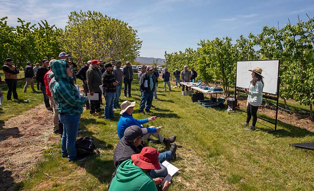 Oregon State University’s Maria Zamora Re, right, speaks about irrigation techniques during Washington State University’s Spanish-language field day dedicated to irrigation basics and management in tree fruit at the Roza research orchard in Prosser on May 8. The field day, “Día de campo: Importancia y manejo del riego en frutales,” covered topics including the relationships between soil, water and nutrition, plant sensors, irrigation planning and irrigation automation. (TJ Mullinax/Good Fruit Grower)