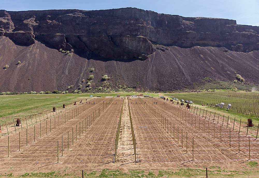 Two and a half acres of Honeycrisp trees will be planted at WSU's Sunrise Orchard in Rock Island in April.  This commercial-style planting is part of a long-term agroecological soil health research and extension project funded by the Washington State Legislature.  (TJ Mullinax/Good Fruit Grower)