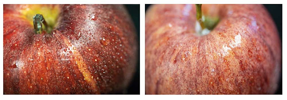 A peracetic acid solution, commonly used in packing facilities, beads up on the naturally waxy surface of the apple at left, while the solution combined with a surfactant spreads out into an even film, at right, better penetrating microcracks in the surface. (Photos by TJ Mullinax/Good Fruit Grower)