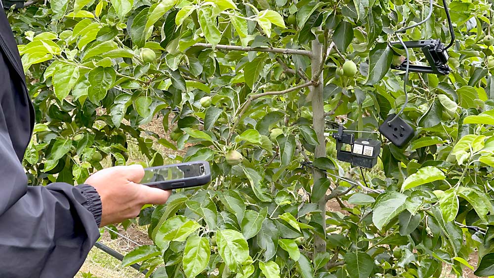 One phone app shows LaRiviere the data from the fruit and trunk sensors that track growth and water stress. With another app, he can switch over to schedule irrigation for the block, based on the recommendations from sensors. (TJ Mullinax/Good Fruit Grower)