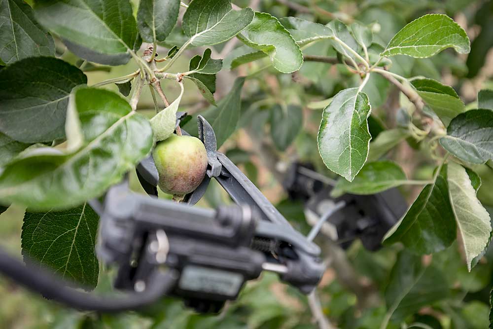 Plant-based sensors, such as this fruit growth sensor from Phytech, guide irrigation decisions, LaRiviere said. Tracking helps to keep the fruit on the optimum growth curve. (TJ Mullinax/Good Fruit Grower)