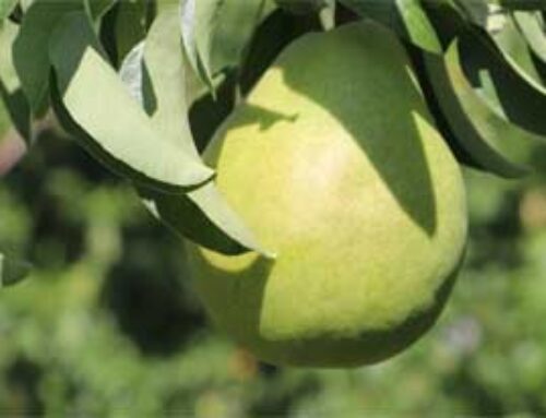 WSU to hold pear study circles Nov. 15 and Dec. 13