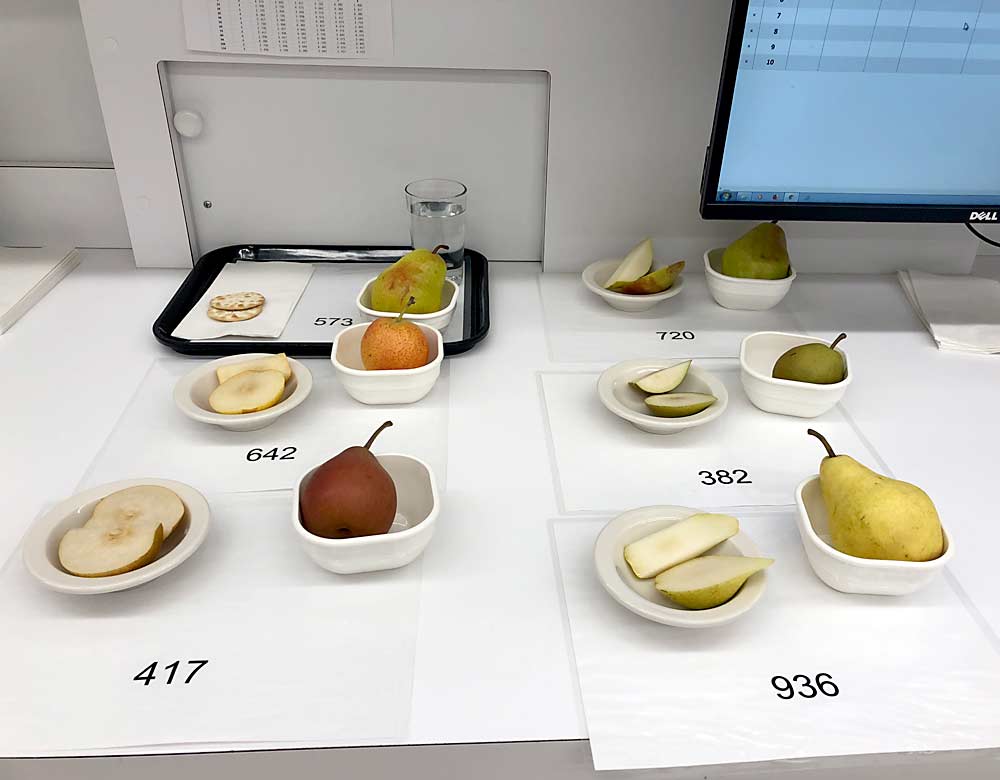 The research project by OSU and Washington State University asked Portland consumers to rate 23 different pear varieties on several different attributes, such as taste, juiciness and texture. (Courtesy Ann Colonna/Oregon State University)