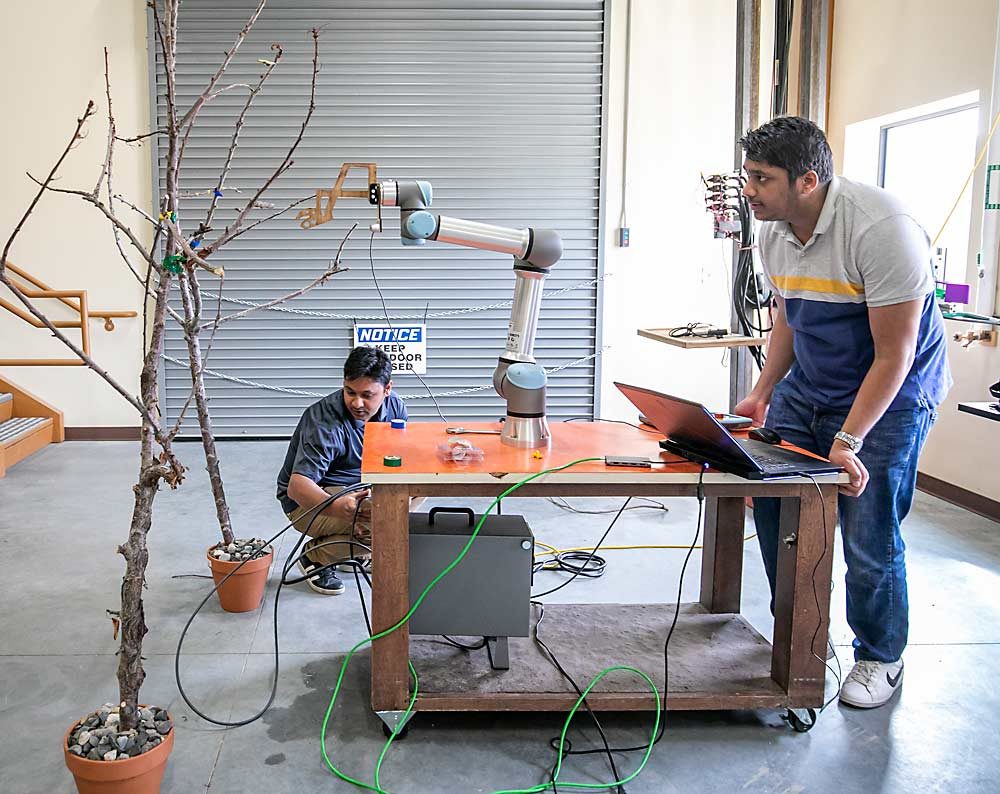 Washington State University graduate students, Uddhav Bhattarai, right, and Santosh Bhusal, set up a demonstration of Bhattarai’s prototype robotic pruning vision system that includes several cameras, software and an industrial robotics armature. A team of researchers from WSU, Oregon State University and Carnegie Mellon University are working on aspects of a proof-of-concept robotic pruning system and hope to do the first field experiments this winter. (TJ Mullinax/Good Fruit Grower)