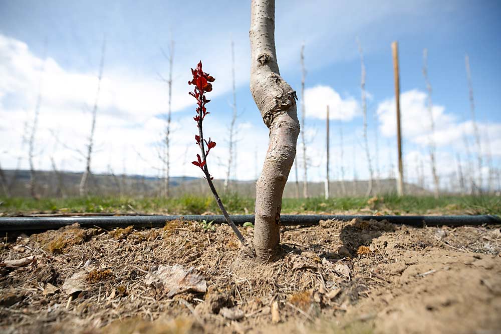 Geneva rootstock CG.6006, recently released as Geneva 66, in a trial at Washington State University’s Sunrise Research Orchard in Rock Island, Washington, in April. G.66 is a semidwarfing, red-leafed, precocious and productive rootstock that is resistant to fire blight. (TJ Mullinax/Good Fruit Grower)