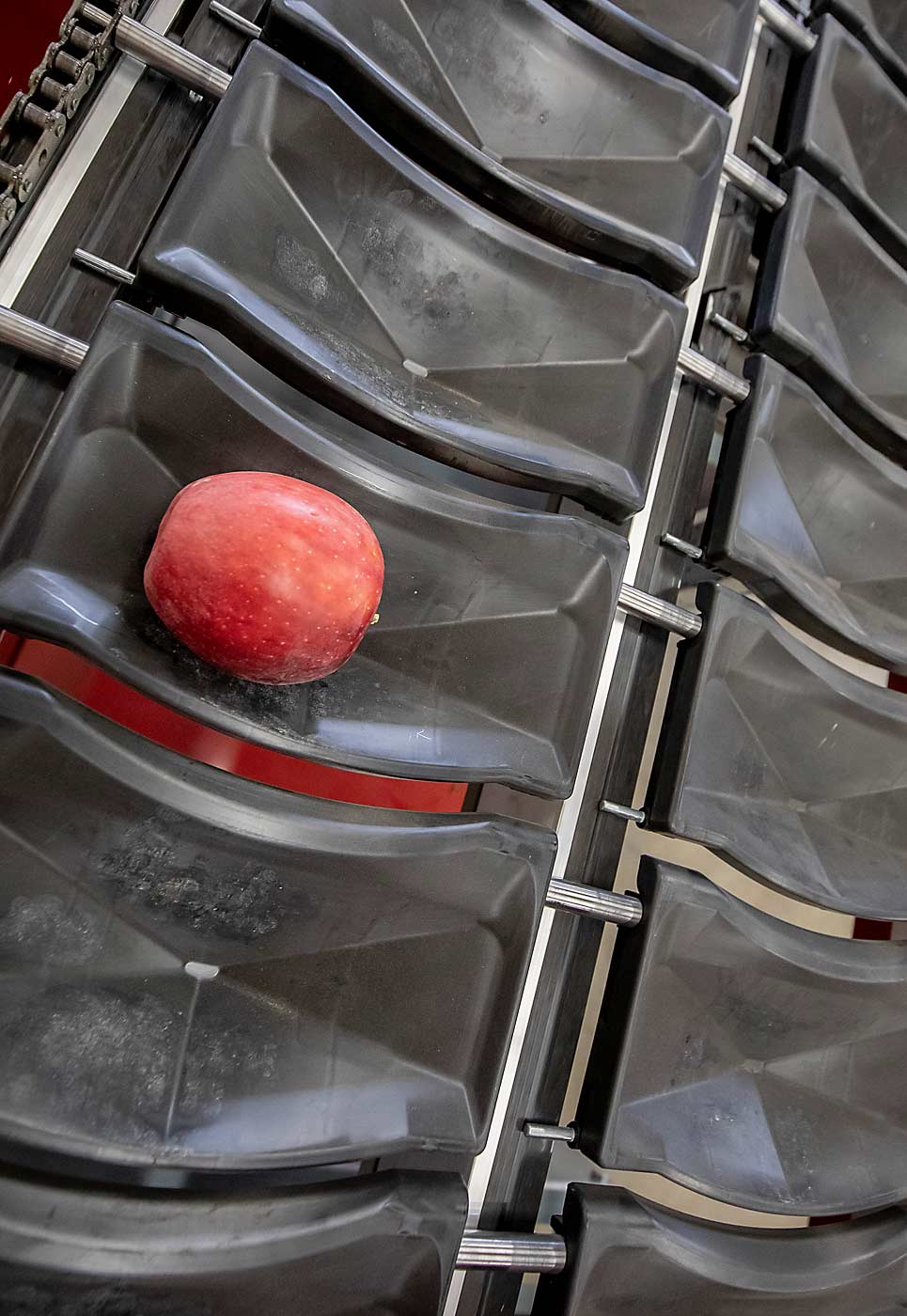 The new optical sorting line features cups known as singulators, shown here, that can align and rotate both apples and pears for optical sorting. (TJ Mullinax/Good Fruit Grower)