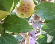 Researchers look at bitter pit development as one factor in evaluating the performance of Geneva rootstocks in the third year of the Washington Tree Fruit Research Commission trial. The disorder is seen here on Honeycrisp on Geneva 214 during the August 2017 tour of the trial in East Wenatchee. (Kate Prengaman/Good Fruit Grower)