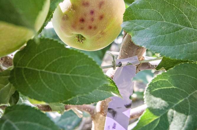 Researchers look at bitter pit development as one factor in evaluating the performance of Geneva rootstocks in the third year of the Washington Tree Fruit Research Commission trial. The disorder is seen here on Honeycrisp on Geneva 214 during the August 2017 tour of the trial in East Wenatchee. (Kate Prengaman/Good Fruit Grower)